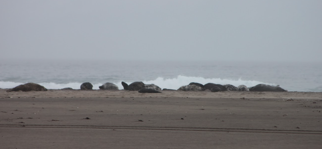 A Seal Haven