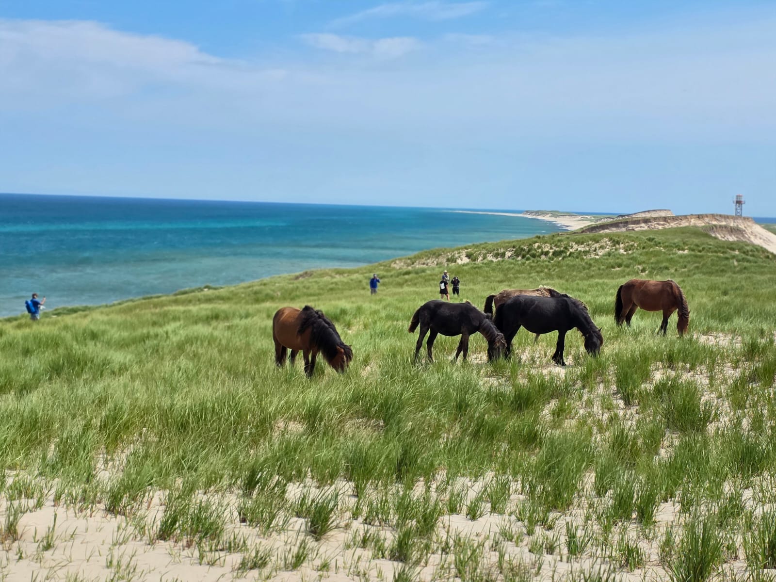 Wild horses grazing on grassy dunes at Sable Island's eastern end with the ocean in the background